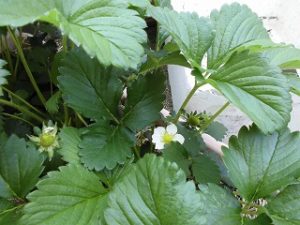 イチゴの花 グループホームまんてん小谷